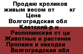 Продаю кроликов живым весом от 2,5-4 кг › Цена ­ 165 - Волгоградская обл., Клетский р-н, Распопинская ст-ца Животные и растения » Пропажи и находки   . Волгоградская обл.